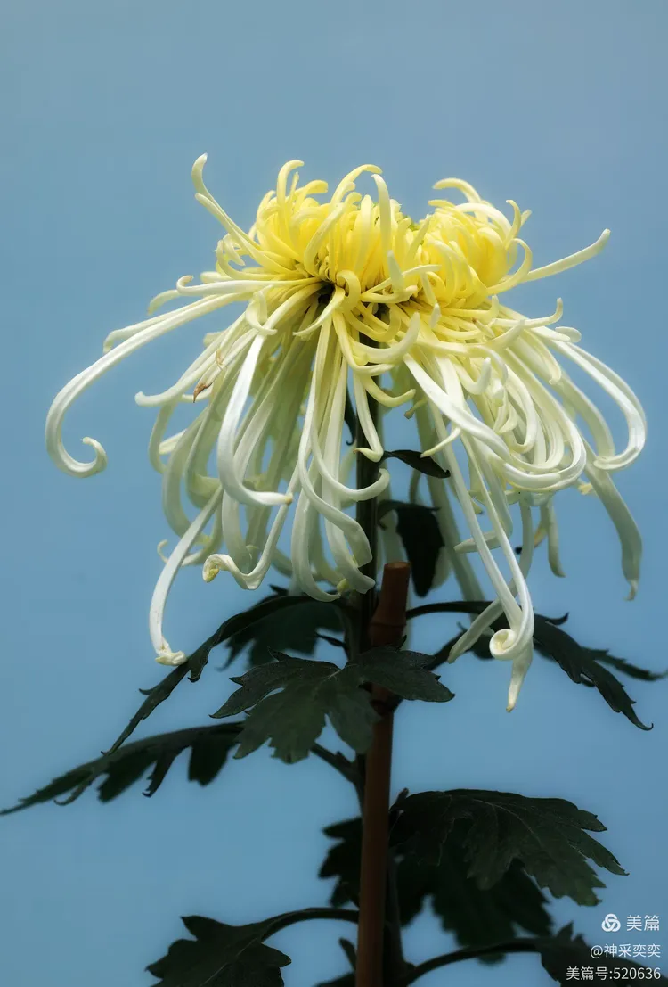 翩翩起舞的菊花仙子